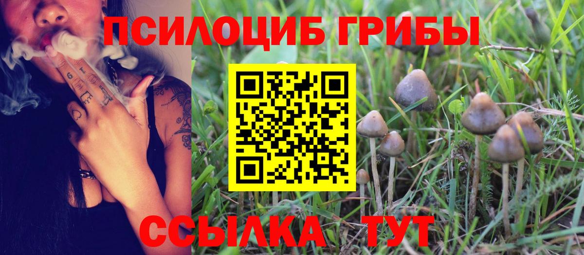 Галлюциногенные грибы Psilocybine cubensis Саянск