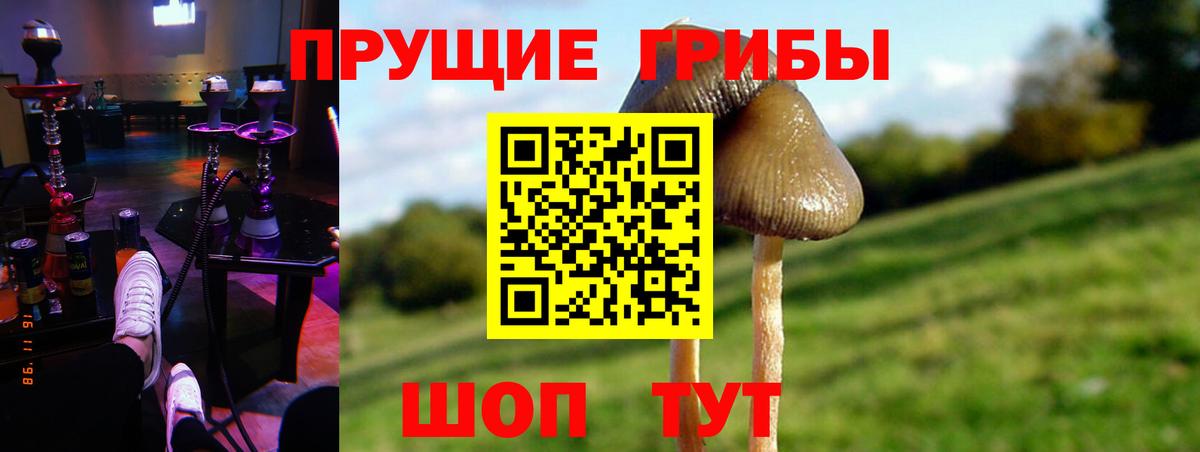 Саянск  Галлюциногенные грибы прущие грибы  Вход с VPN  Галлюциногенные грибы мицелий 